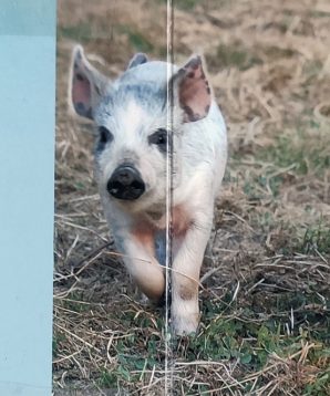 Alternative view of Busy piggies