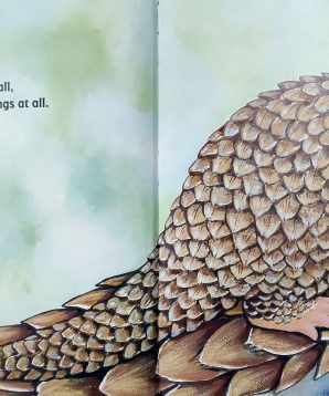 Alternative view of Roly poly pangolin