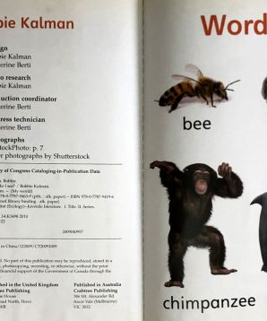 Alternative view of What do I see?