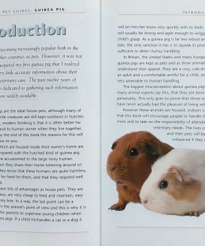 Alternative view of Guinea pig: a practical guide to caring for your guinea pig