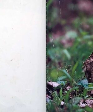 Alternative view of A baby rabbit story