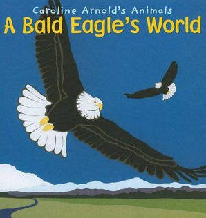 A bald eagle's world