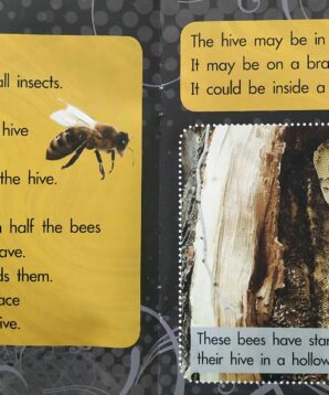 Alternative view of A bee's life