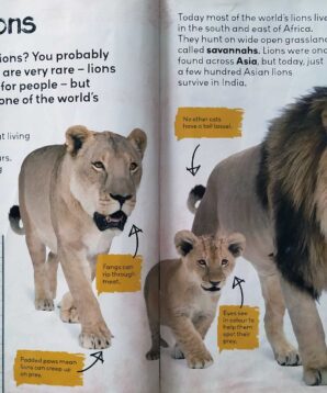 Alternative view of A fierce lion