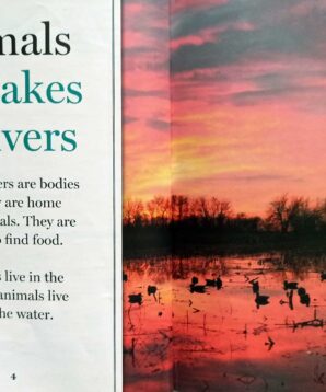 Alternative view of A gaggle of geese