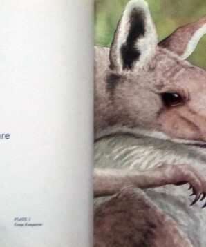 Alternative view of About marsupials: a guide for children