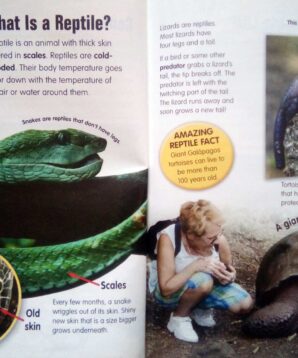 Alternative view of Amazing reptiles and amphibians