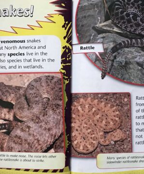 Alternative view of Animal danger zone: rattlesnake