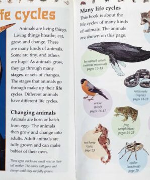 Alternative view of Animal life cycles: growing and changing