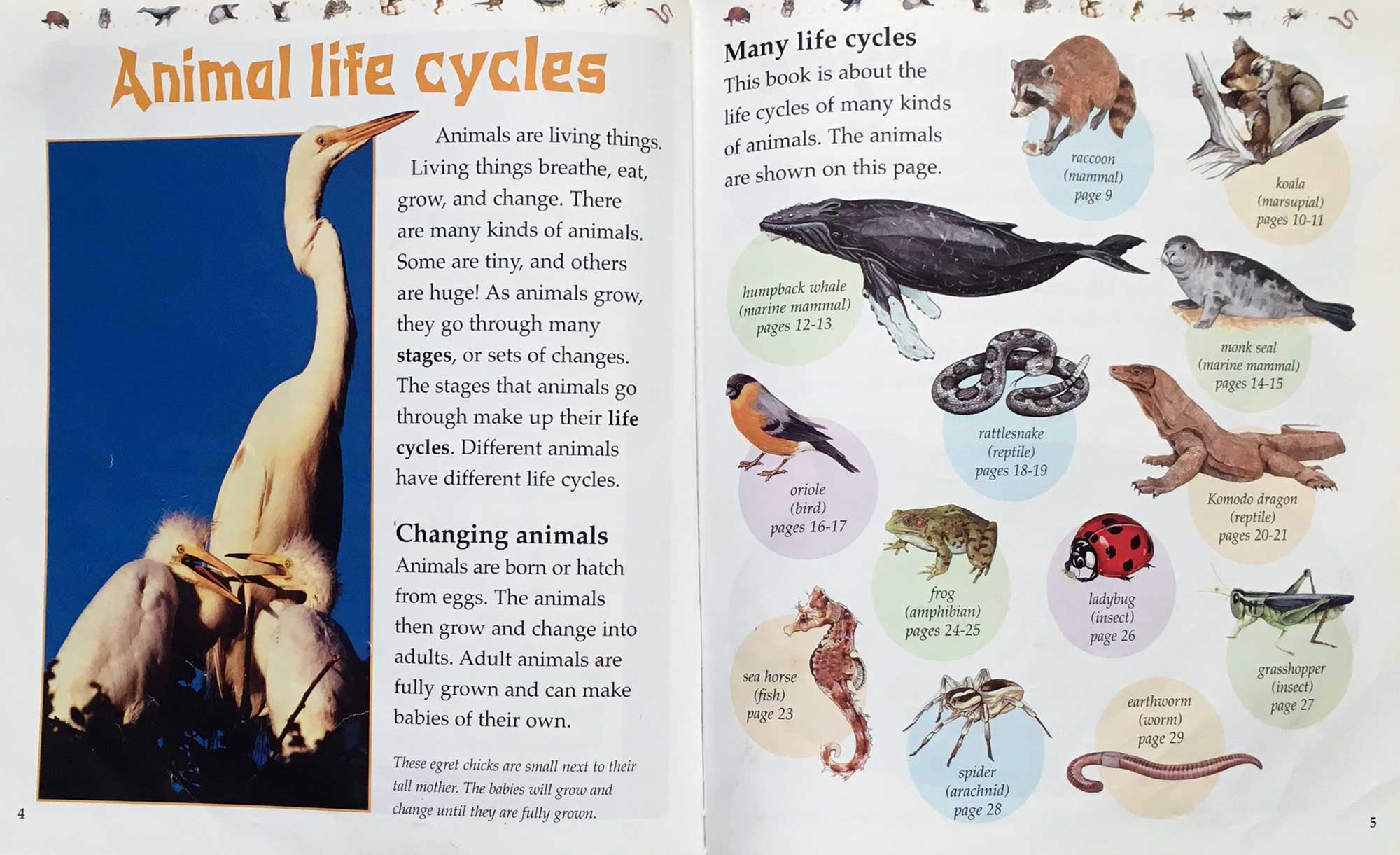 Animal life cycles: growing and changing – Lotus Community Library –  Library For Families