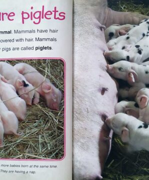 Alternative view of Baby pigs