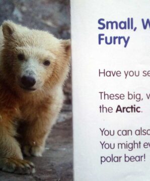 Alternative view of Baby zoo animals: polar bears