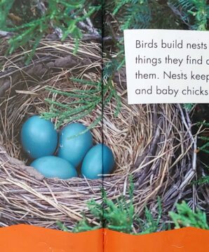 Alternative view of Bird nests