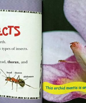 Alternative view of Bomb-factory beetles and other weird insects