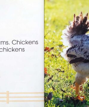 Alternative view of Chickens on a farm