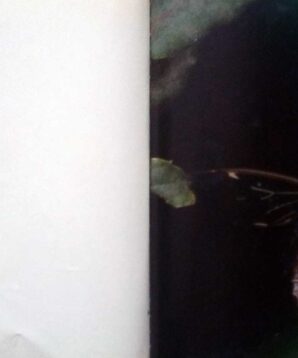 Alternative view of Cicadas