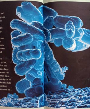 Alternative view of Cocci, Spirilla and other bacteria