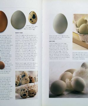 Alternative view of Cooking ingredients