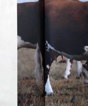Alternative view of Cows and their calves