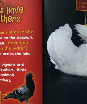 Alternative view of Do you know about birds?