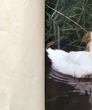 Alternative view of Ducks and their ducklings