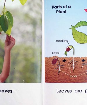 Alternative view of Exploring leaves