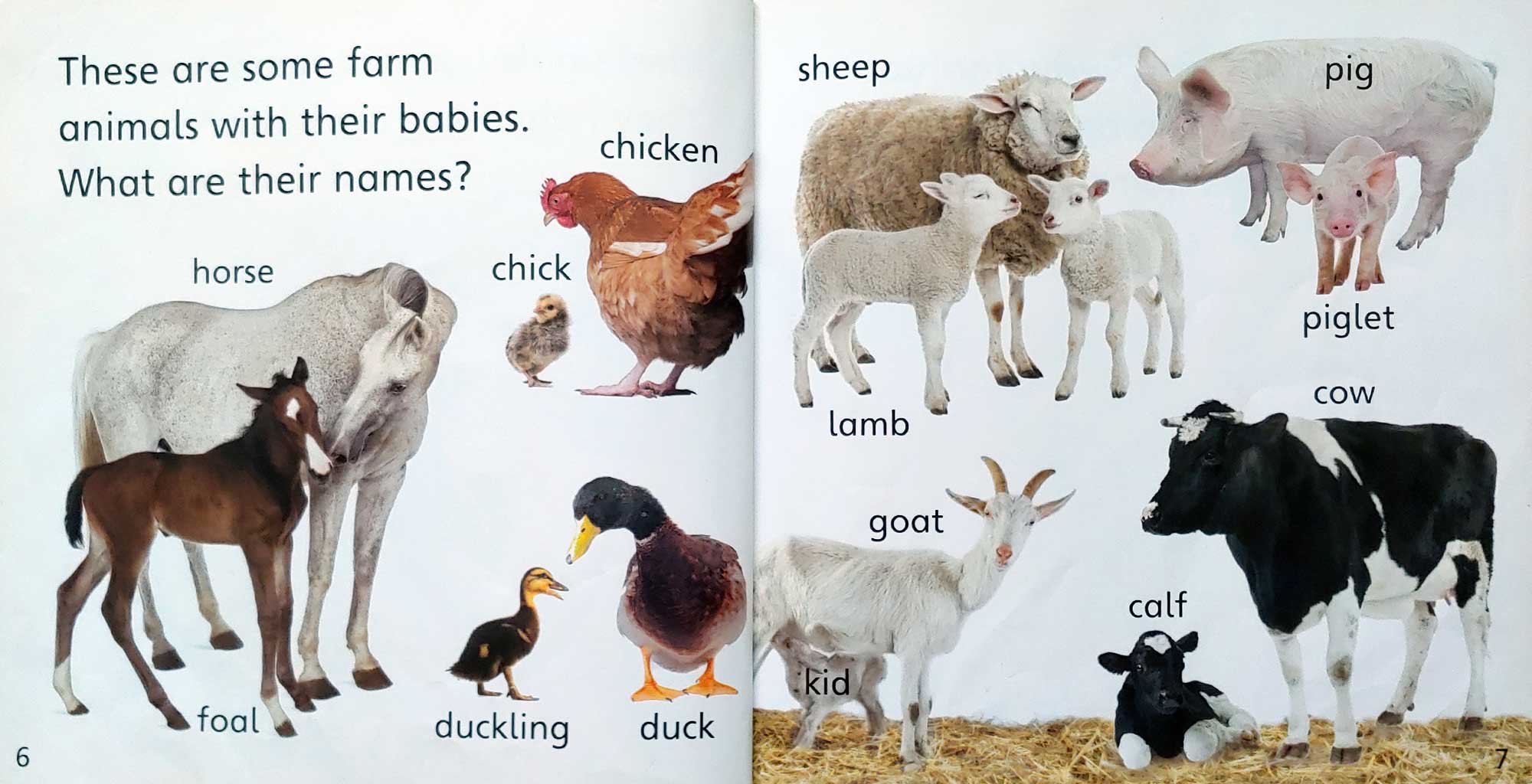 Farm animals – Lotus Community Library – Library For Families