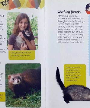Alternative view of Keeping unusual pets: ferrets