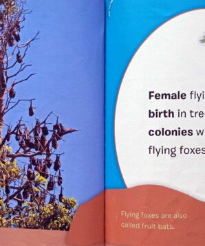 Alternative view of Flying fox