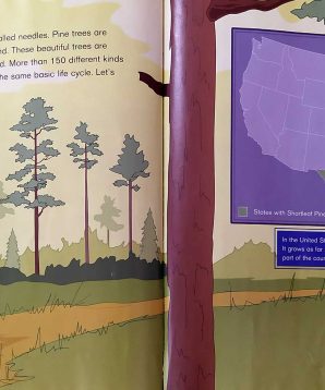 Alternative view of From seed to pine tree: following the life cycle