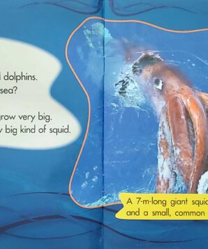 Alternative view of Giant squid