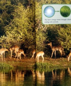 Alternative view of Grassland buffet: studying food webs in the grasslands and savannas