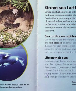 Alternative view of Green sea turtles