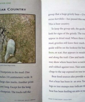 Alternative view of Grizzly bear