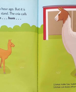 Alternative view of In the Llama yard