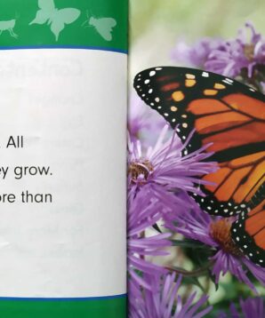 Alternative view of Incredible butterflies