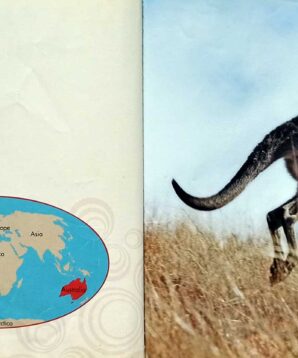 Alternative view of Kangaroos