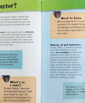 Alternative view of Keeping pets: hamsters