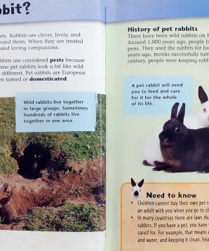 Alternative view of Keeping pets: rabbits