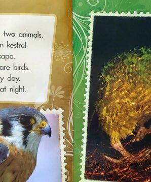 Alternative view of Kestrels and Kakapos