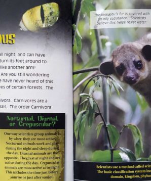 Alternative view of Kinkajous