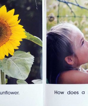 Alternative view of Life cycles: sunflowers