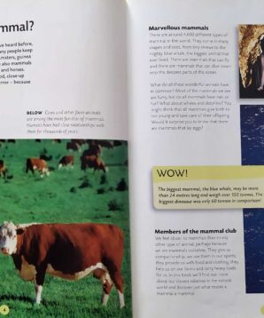 Alternative view of Mammal