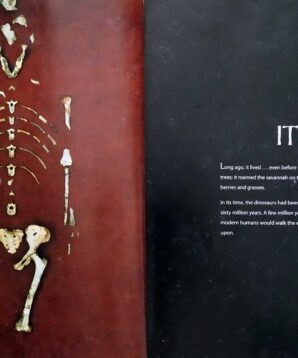 Alternative view of Lucy long ago: uncovering the mystery of where we came from