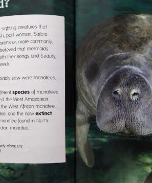 Alternative view of Manatees
