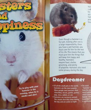 Alternative view of My pet hamster