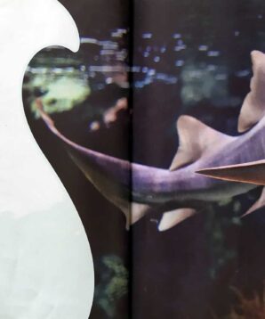 Alternative view of Nurse shark
