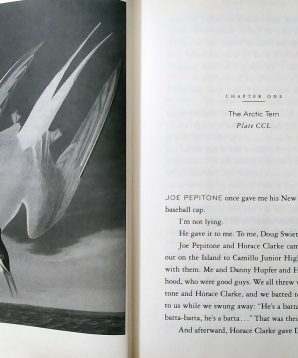 Alternative view of Okay for now