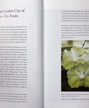 Alternative view of Orchids in a garden city