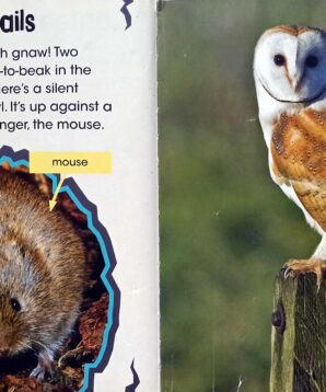 Alternative view of Owl versus mouse